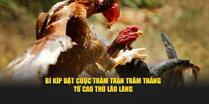Bí kíp đặt cược trăm trận trăm thắng từ cao thủ lão làng